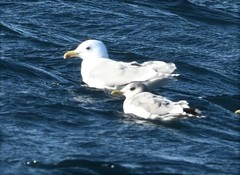 Larus hyperboreus