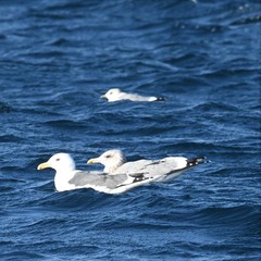 Larus argentatus vegae