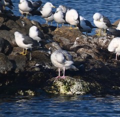 Larus glaucoides