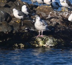 Larus glaucoides