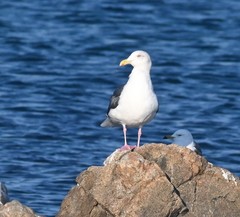 Larus schistisagus
