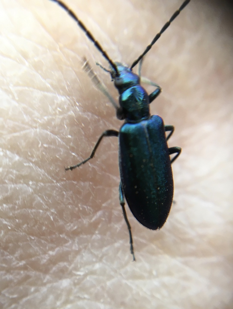 Eumecomera cyanipennis