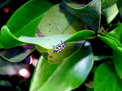 Astylus atromaculatus