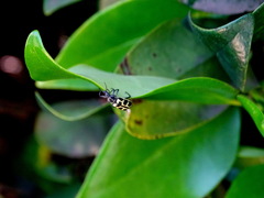 Astylus atromaculatus