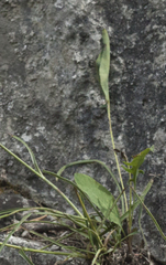 Bupleurum bicaule