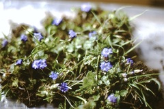 Gentiana coronata