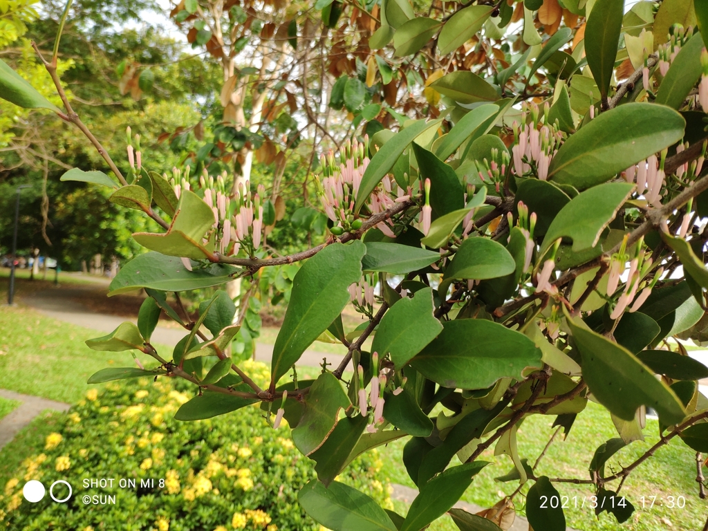 Macrosolen retusus