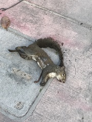 Sciurus carolinensis