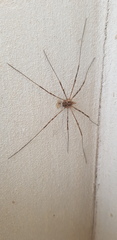 Phalangium