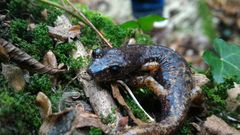 Speleomantes italicus