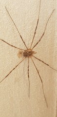 Phalangium