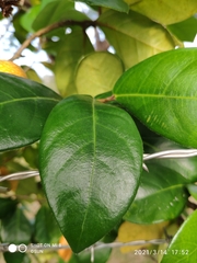 Ficus punctata