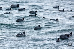 Fulica atra