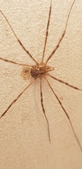 Phalangium