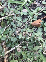 Phyla nodiflora