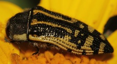 Acmaeodera amplicollis