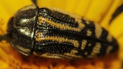 Acmaeodera amplicollis