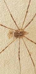 Phalangium