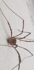 Phalangium