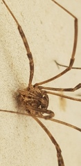Phalangium