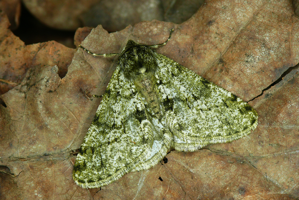 Pale Brindled Beauty