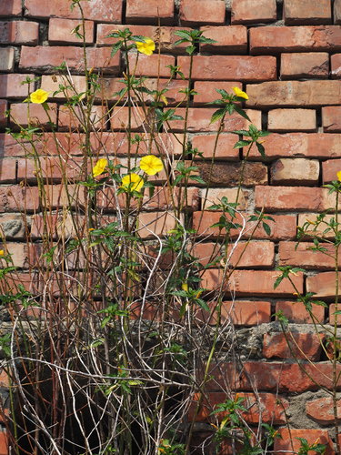 Turnera ulmifolia