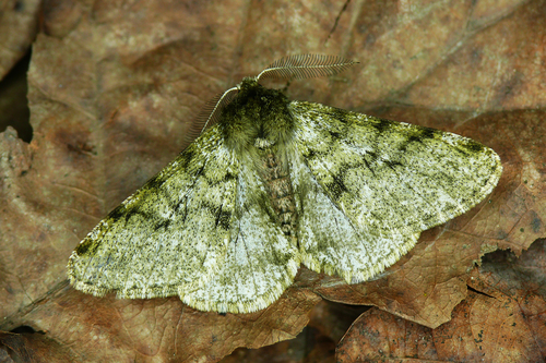 Pale Brindled Beauty