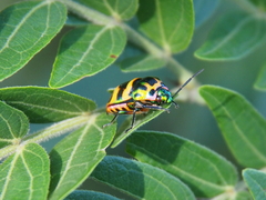 Chrysocoris fascialis