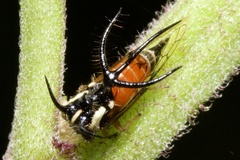 Cyphonia trifida