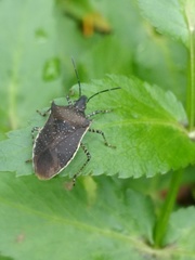 Padaeus trivittatus