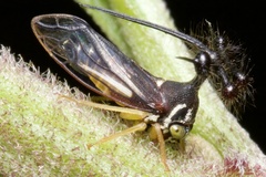 Bocydium globulare