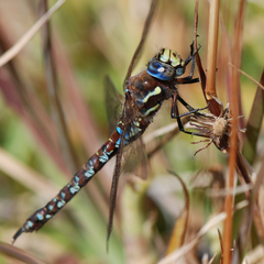 Rhionaeschna variegata