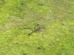 Oxyallagma dissidens