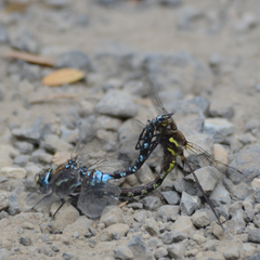 Rhionaeschna variegata