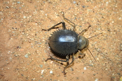 Prionotheca coronata