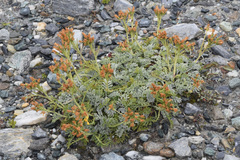 Jacobaea incana
