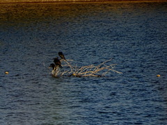 Nannopterum brasilianum