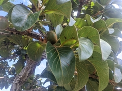 Diospyros hispida