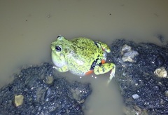 Pleurodema brachyops