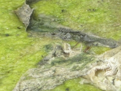 Oxyallagma dissidens