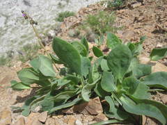 Cistanthe paniculata