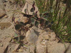 Oxalis megalorrhiza