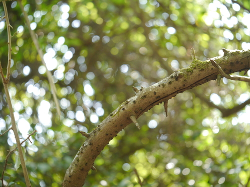 Elaeagnus latifolia observed 2015-04-19