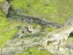 Oxyallagma dissidens