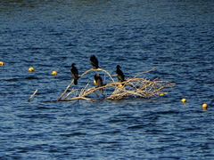 Nannopterum brasilianum