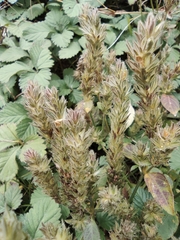 Lepidagathis incurva