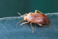 Agnocoris