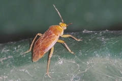 Agnocoris