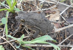 Rhinella humboldti