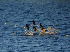 Nannopterum brasilianum